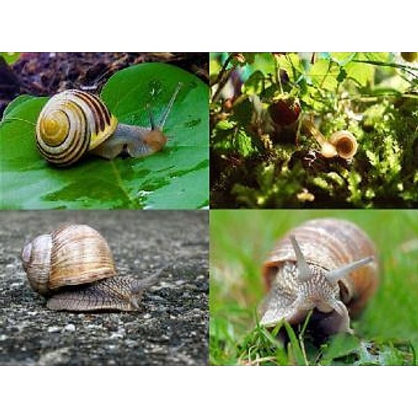 Collage Schnecke - 2.000 Teile (Puzzle)