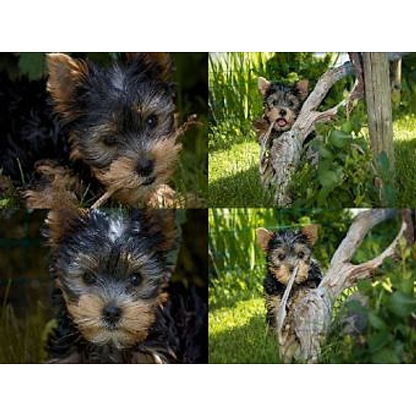 Collage Yorkshire Terrier - 1.000 Teile (Puzzle)