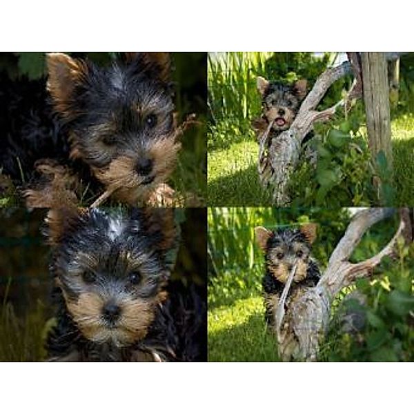 Collage Yorkshire Terrier - 500 Teile (Puzzle)