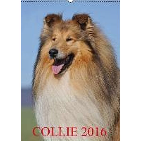 Collie 2016 (Wandkalender 2016 DIN A2 hoch), Sigrid Starick