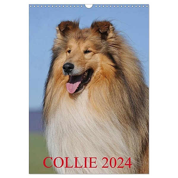 Collie 2024 (Wandkalender 2024 DIN A3 hoch), CALVENDO Monatskalender, Sigrid Starick