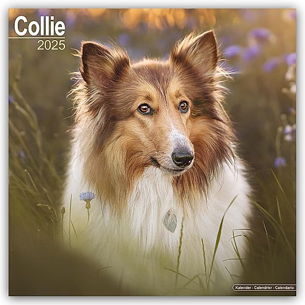 Collie 2025 - 16-Monatskalender, Avonside Publishing Ltd