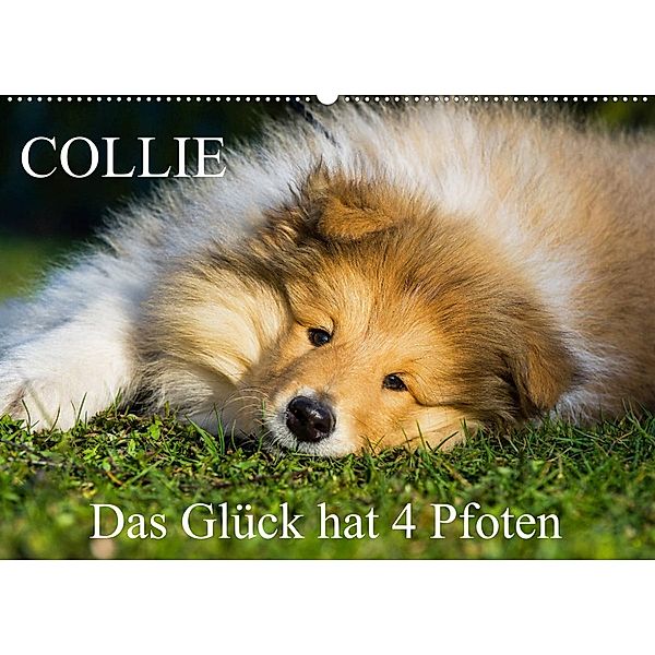 Collie - Das Glück hat 4 Pfoten (Wandkalender 2023 DIN A2 quer), Sigrid Starick