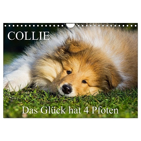 Collie - Das Glück hat 4 Pfoten (Wandkalender 2024 DIN A4 quer), CALVENDO Monatskalender, Sigrid Starick