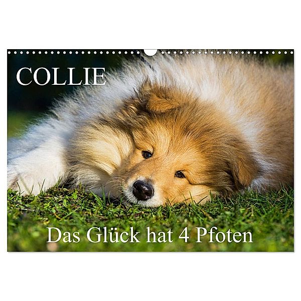 Collie - Das Glück hat 4 Pfoten (Wandkalender 2024 DIN A3 quer), CALVENDO Monatskalender, Sigrid Starick