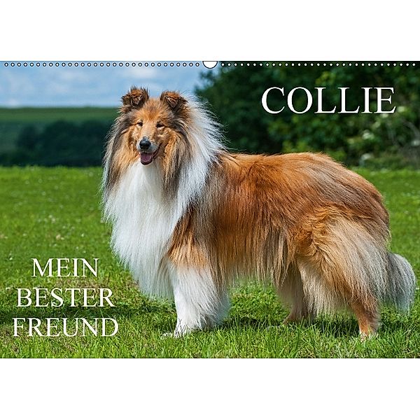 Collie - Mein bester Freund (Wandkalender 2018 DIN A2 quer) Dieser erfolgreiche Kalender wurde dieses Jahr mit gleichen, Sigrid Starick