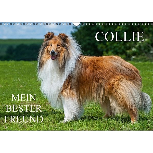 Collie - Mein bester Freund (Wandkalender 2018 DIN A3 quer) Dieser erfolgreiche Kalender wurde dieses Jahr mit gleichen, Sigrid Starick