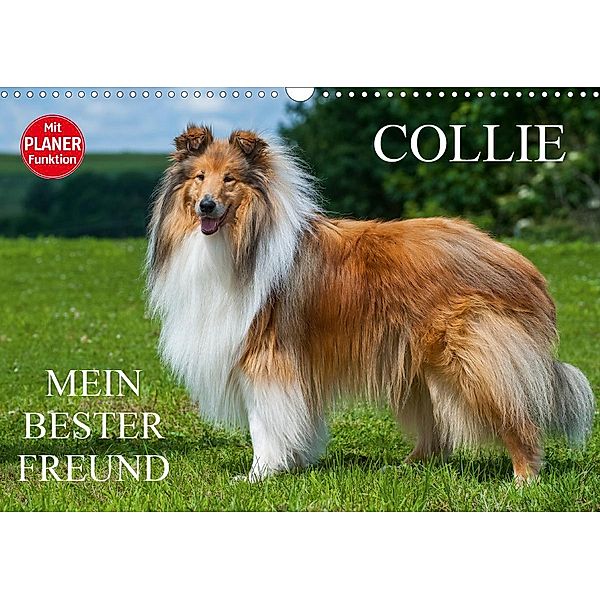 Collie - Mein bester Freund (Wandkalender 2021 DIN A3 quer), Sigrid Starick