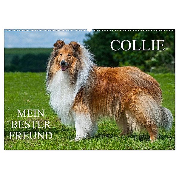Collie - Mein bester Freund (Wandkalender 2025 DIN A2 quer), CALVENDO Monatskalender, Calvendo, Sigrid Starick