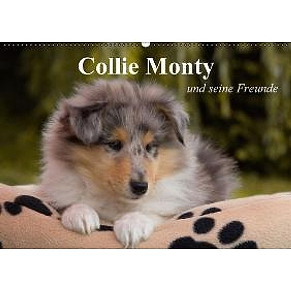 Collie Monty und seine Freunde AT-Version (Wandkalender 2016 DIN A2 quer), Thomas Quentin