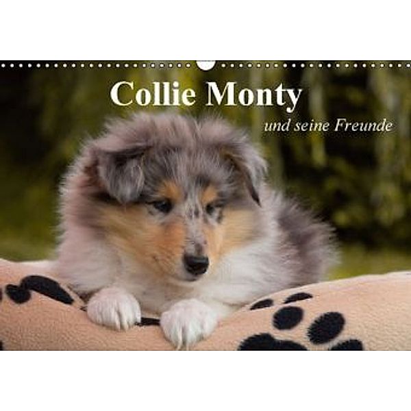 Collie Monty und seine FreundeAT-Version (Wandkalender 2015 DIN A3 quer), Thomas Quentin