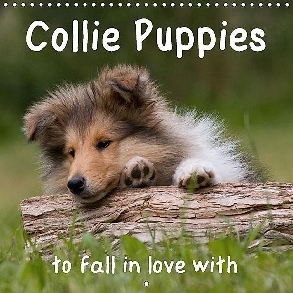 Collie Puppies to fall in love with (Wall Calendar 2017 300 × 300 mm Square), Thomas Quentin