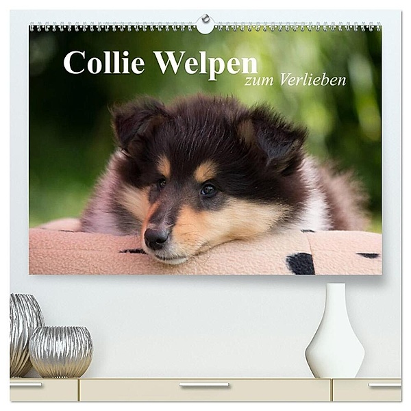 Collie Welpen zum Verlieben (hochwertiger Premium Wandkalender 2024 DIN A2 quer), Kunstdruck in Hochglanz, Thomas Quentin