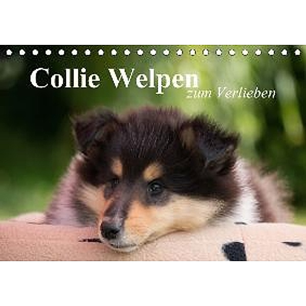 Collie Welpen zum Verlieben (Tischkalender 2017 DIN A5 quer), Thomas Quentin