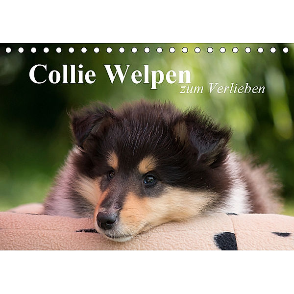 Collie Welpen zum Verlieben (Tischkalender 2019 DIN A5 quer), Thomas Quentin