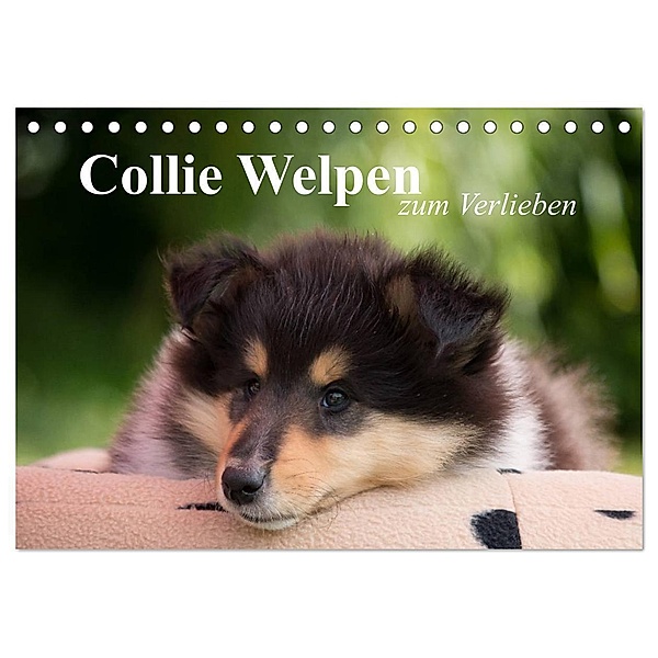 Collie Welpen zum Verlieben (Tischkalender 2024 DIN A5 quer), CALVENDO Monatskalender, Thomas Quentin