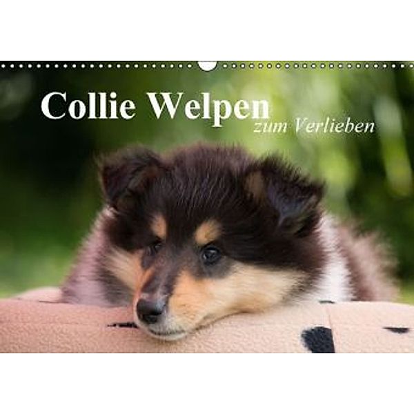 Collie Welpen zum Verlieben (Wandkalender 2015 DIN A3 quer), Thomas Quentin