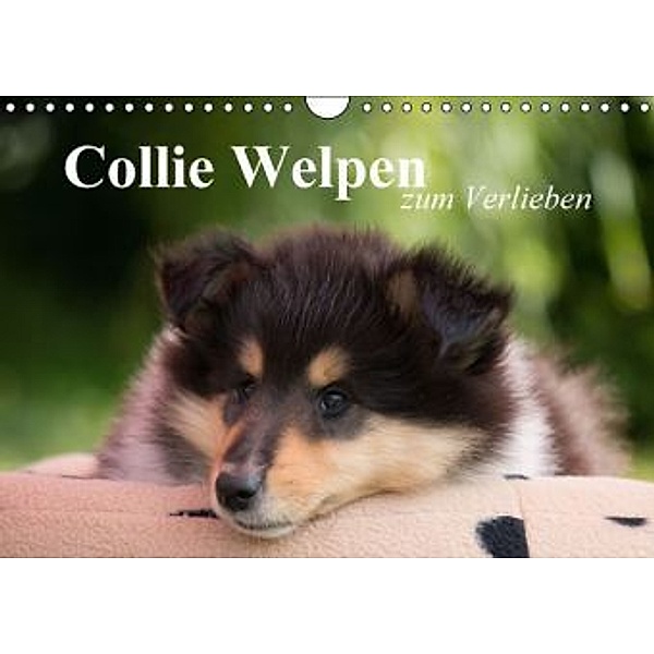 Collie Welpen zum Verlieben (Wandkalender 2015 DIN A4 quer), Thomas Quentin