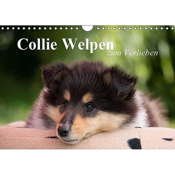 Collie Welpen zum Verlieben (Wandkalender 2019 DIN A4 quer), Thomas Quentin