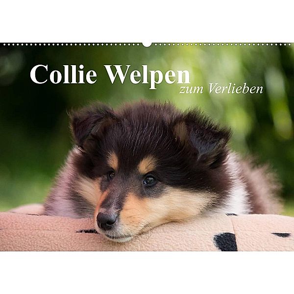 Collie Welpen zum Verlieben (Wandkalender 2023 DIN A2 quer), Thomas Quentin