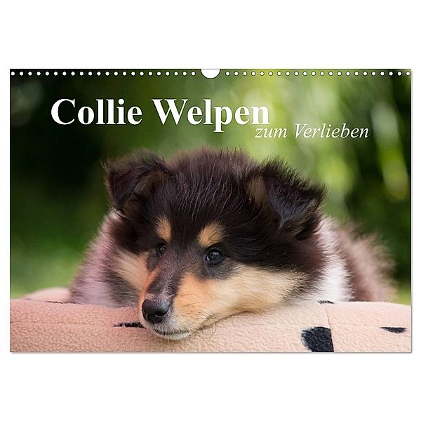 Collie Welpen zum Verlieben (Wandkalender 2024 DIN A3 quer), CALVENDO Monatskalender, Thomas Quentin