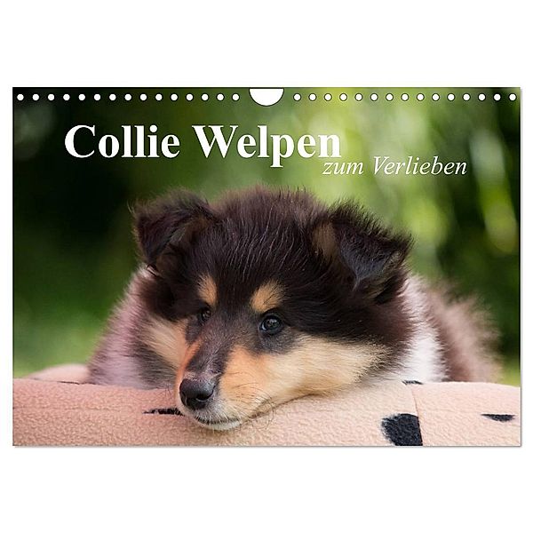 Collie Welpen zum Verlieben (Wandkalender 2024 DIN A4 quer), CALVENDO Monatskalender, Thomas Quentin