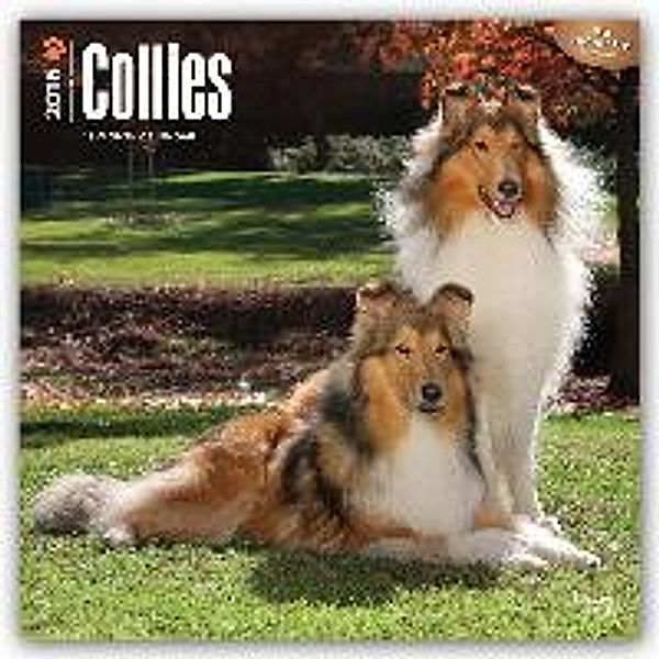 Collies 2016