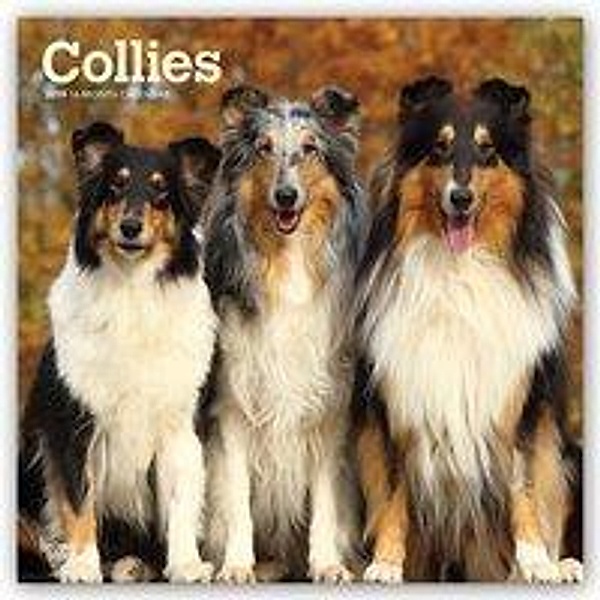 Collies 2019 - 18-Monatskalender mit freier DogDays-App