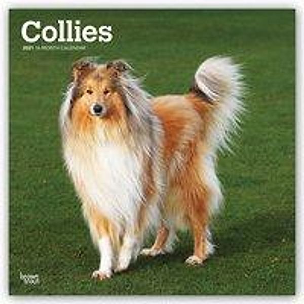 Collies 2021 - 16-Monatskalender mit freier DogDays-App, Collies 2021