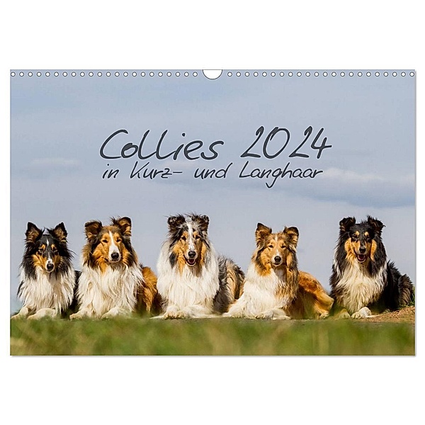 Collies 2024 in Kurz- und Langhaar (Wandkalender 2024 DIN A3 quer), CALVENDO Monatskalender, Christine Hemlep