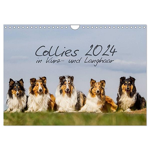 Collies 2024 in Kurz- und Langhaar (Wandkalender 2024 DIN A4 quer), CALVENDO Monatskalender, Christine Hemlep