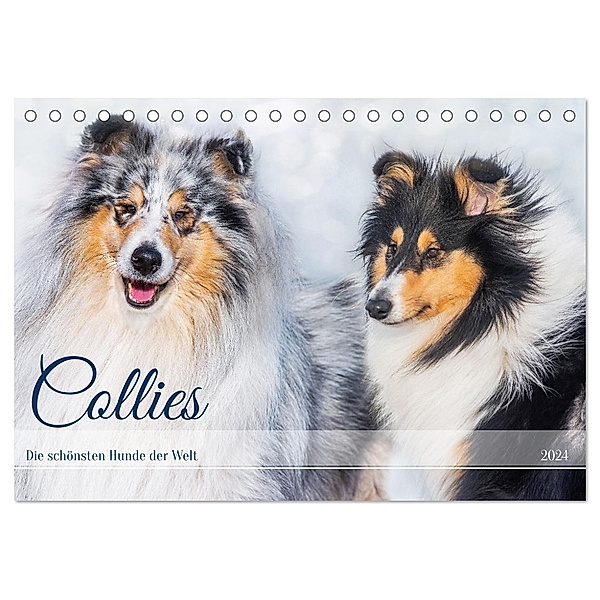 Collies - die schönsten Hunde der Welt (Tischkalender 2024 DIN A5 quer), CALVENDO Monatskalender, Calvendo, Sigrid Starick