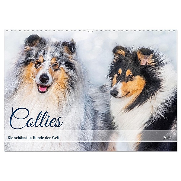 Collies - die schönsten Hunde der Welt (Wandkalender 2024 DIN A2 quer), CALVENDO Monatskalender, Calvendo, Sigrid Starick