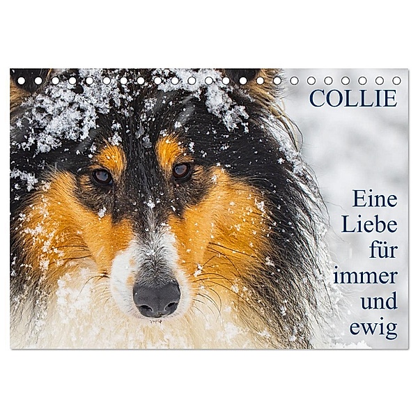 Collies - Eine Liebe für immer und ewig (Tischkalender 2024 DIN A5 quer), CALVENDO Monatskalender, Sigrid Starick