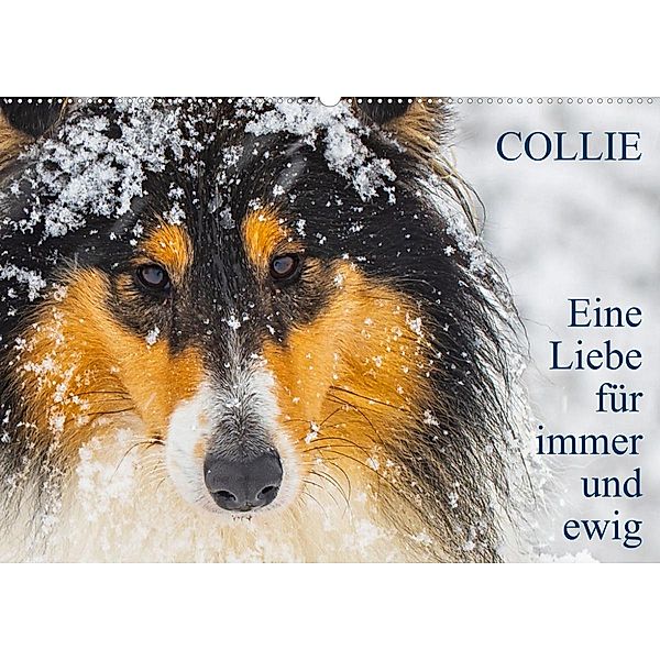 Collies - Eine Liebe für immer und ewig (Wandkalender 2023 DIN A2 quer), Sigrid Starick