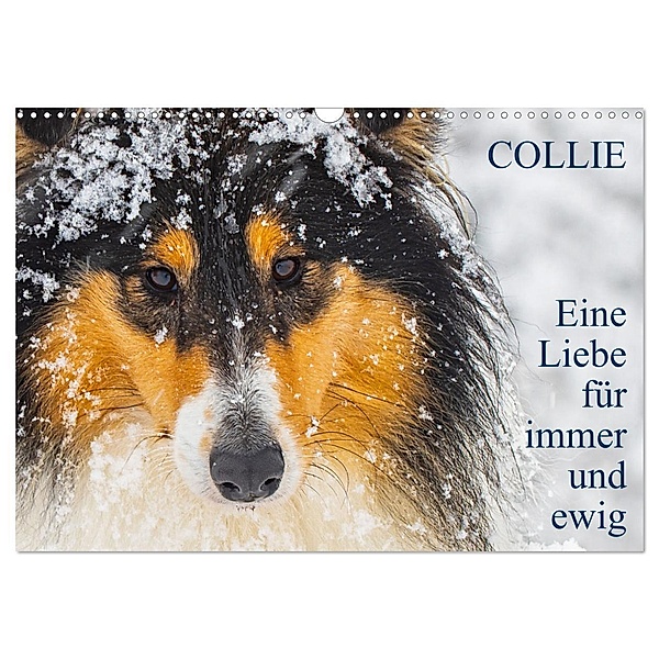 Collies - Eine Liebe für immer und ewig (Wandkalender 2024 DIN A3 quer), CALVENDO Monatskalender, Sigrid Starick