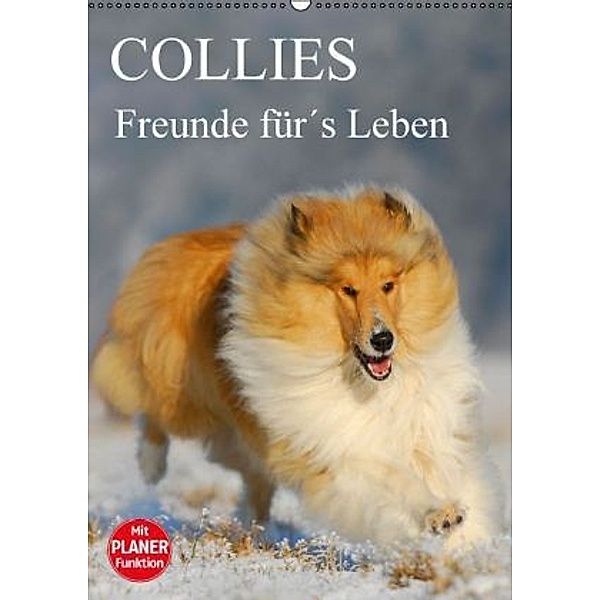 Collies - Freunde fürs Leben (Wandkalender 2016 DIN A2 hoch), Sigrid Starick