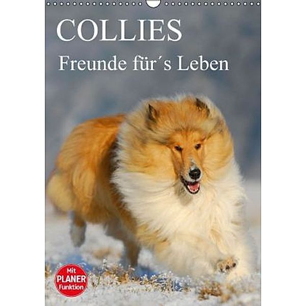 Collies - Freunde fürs Leben (Wandkalender 2016 DIN A3 hoch), Sigrid Starick