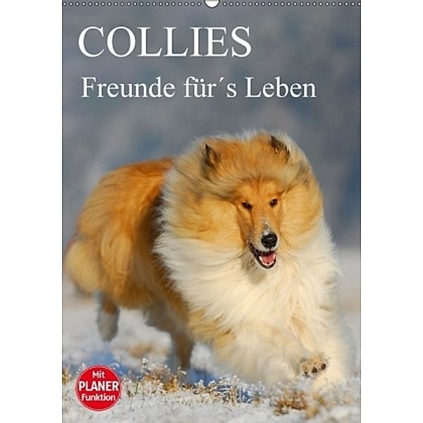 Collies - Freunde für's Leben (Wandkalender 2017 DIN A2 hoch), Sigrid Starick