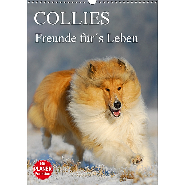 Collies - Freunde für's Leben (Wandkalender 2019 DIN A3 hoch), Sigrid Starick