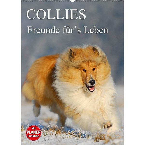 Collies - Freunde für´s Leben (Wandkalender 2023 DIN A2 hoch), Sigrid Starick