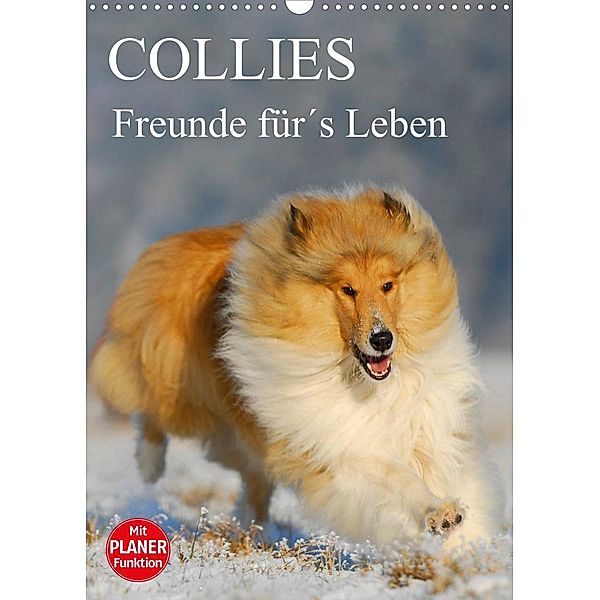 Collies - Freunde für´s Leben (Wandkalender 2023 DIN A3 hoch), Sigrid Starick