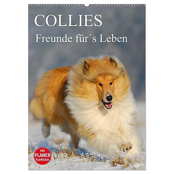 Collies - Freunde für´s Leben (Wandkalender 2024 DIN A2 hoch), CALVENDO Monatskalender, Sigrid Starick