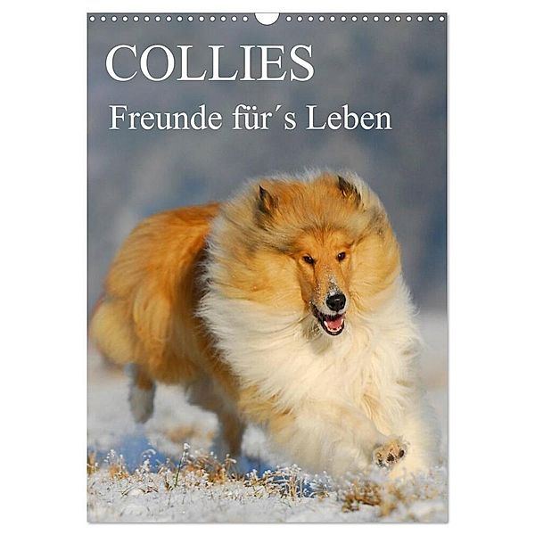 Collies - Freunde für´s Leben (Wandkalender 2024 DIN A3 hoch), CALVENDO Monatskalender, Sigrid Starick