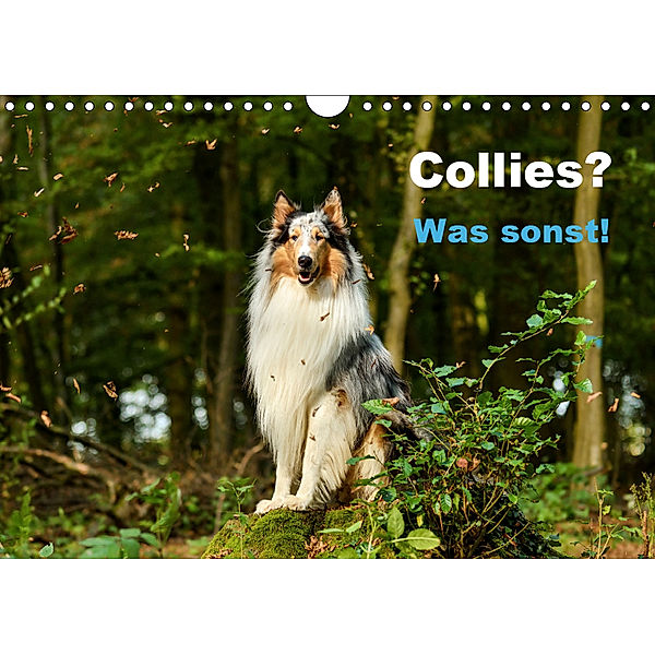 Collies? Was sonst! (Wandkalender 2019 DIN A4 quer), Yvonne Janetzek