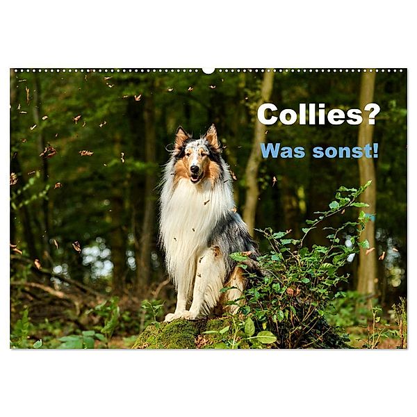 Collies? Was sonst! (Wandkalender 2024 DIN A2 quer), CALVENDO Monatskalender, Yvonne Janetzek