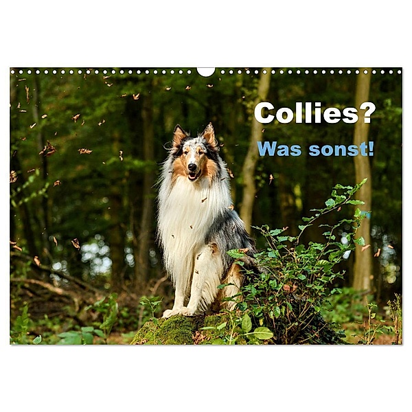 Collies? Was sonst! (Wandkalender 2024 DIN A3 quer), CALVENDO Monatskalender, Yvonne Janetzek