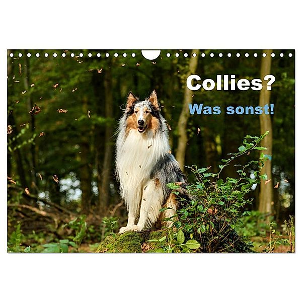 Collies? Was sonst! (Wandkalender 2024 DIN A4 quer), CALVENDO Monatskalender, Yvonne Janetzek