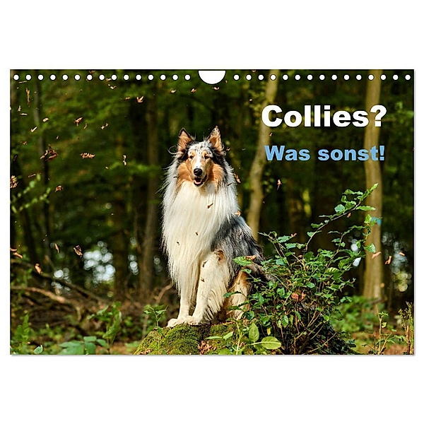 Collies? Was sonst! (Wandkalender 2025 DIN A4 quer), CALVENDO Monatskalender, Calvendo, Yvonne Janetzek
