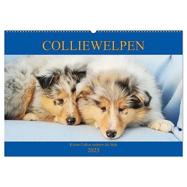 Colliewelpen - kleine Collies erobern die Welt (Wandkalender 2025 DIN A2 quer), CALVENDO Monatskalender, Calvendo, Sigrid Starick